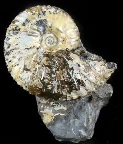 Beautiful, Hoploscaphites Ammonite- South Dakota #46877